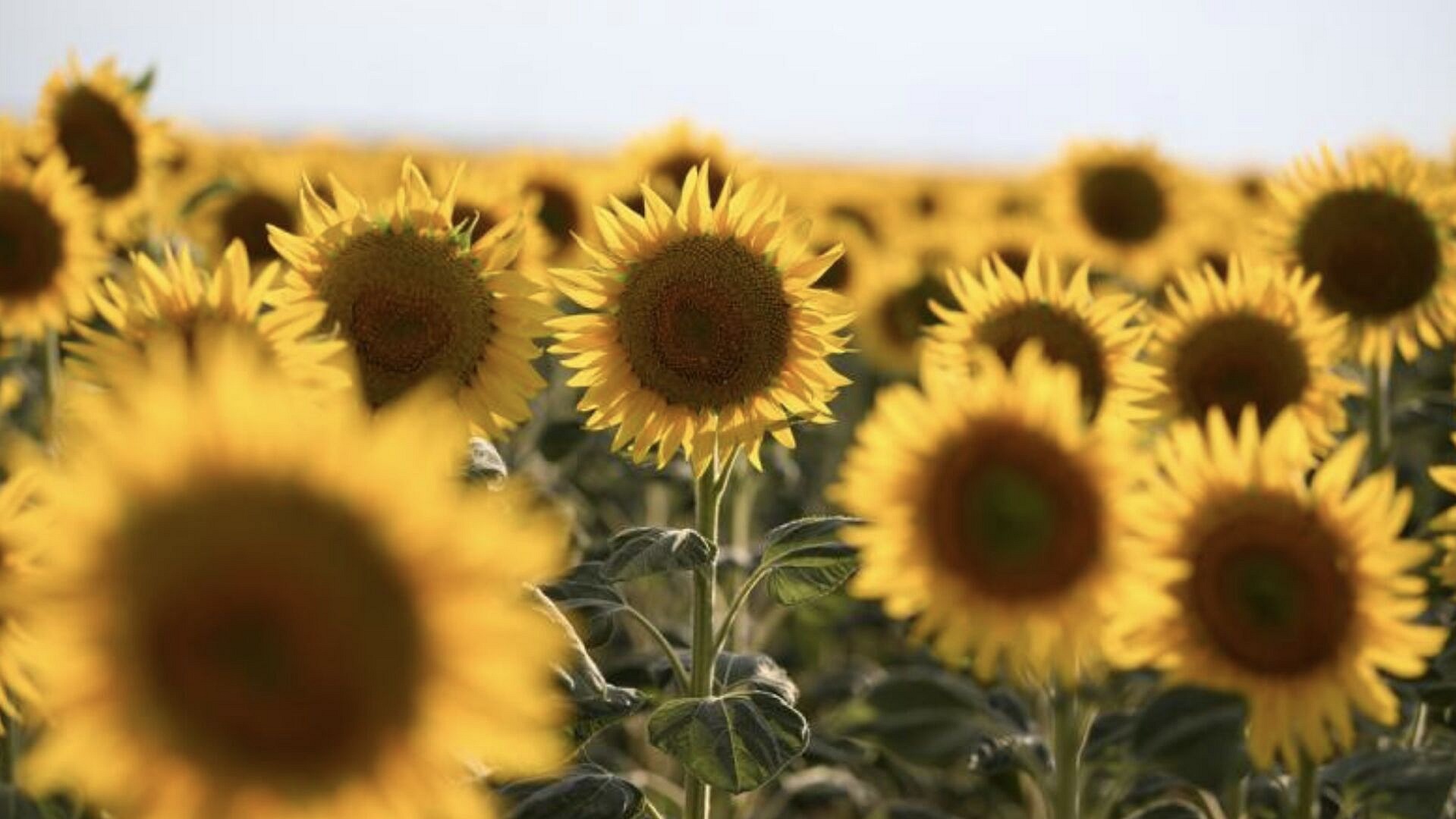 1600 ton yağlık ayçiçeği açık artırmayla satışa sunulacak