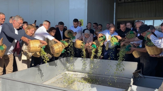 2026-2027 sezonunun ilk zeytin hasadı Ayvalık'ta yapıldı
