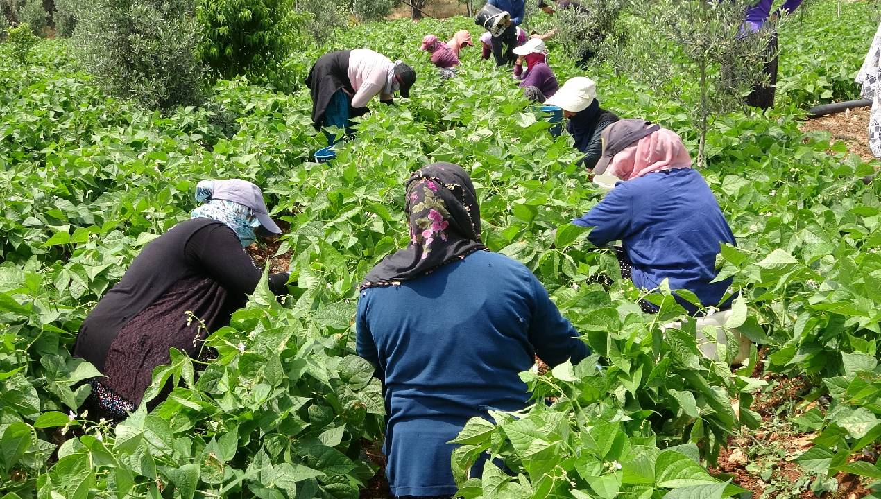 Adilcevaz'da fasulye hasadı başladı, kilosu 70 lira