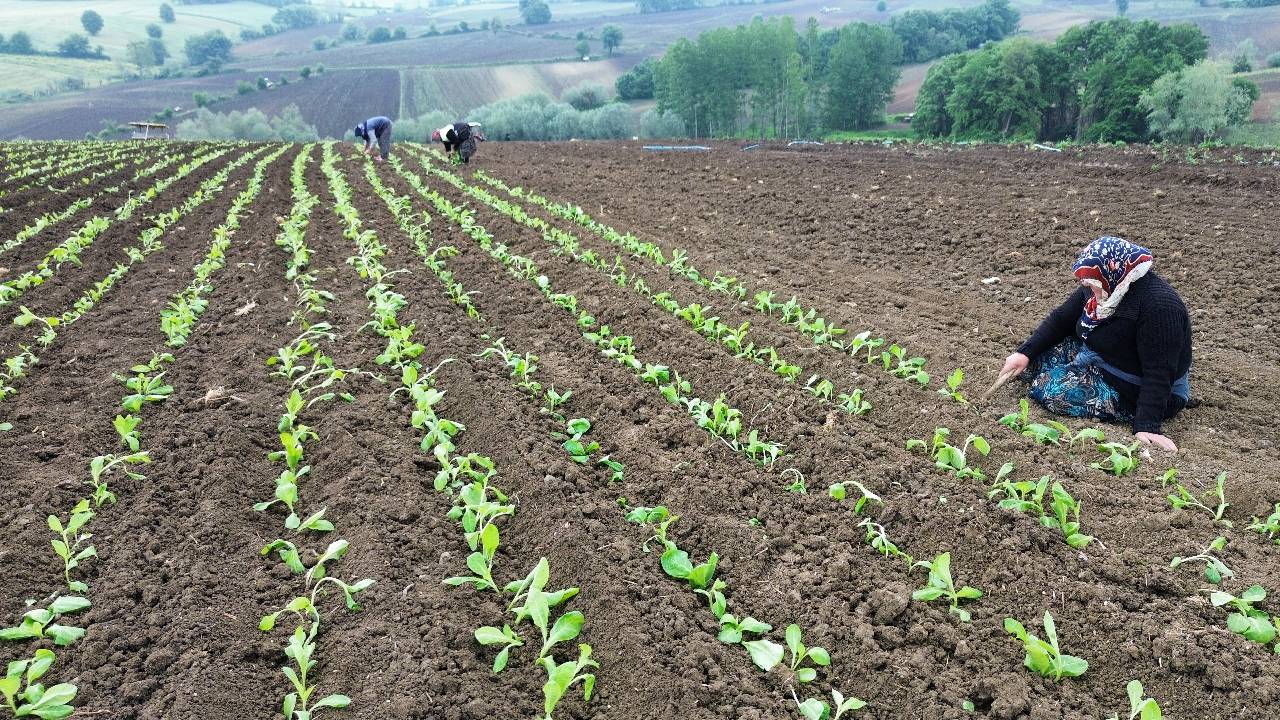 Adıyaman'da tütün hasadı başladı, 9 bin ton rekolte bekleniyor