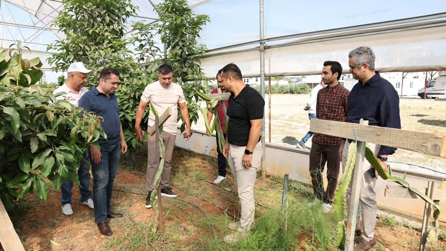 Alkü serasında ilk mango hasadı gerçekleştirildi