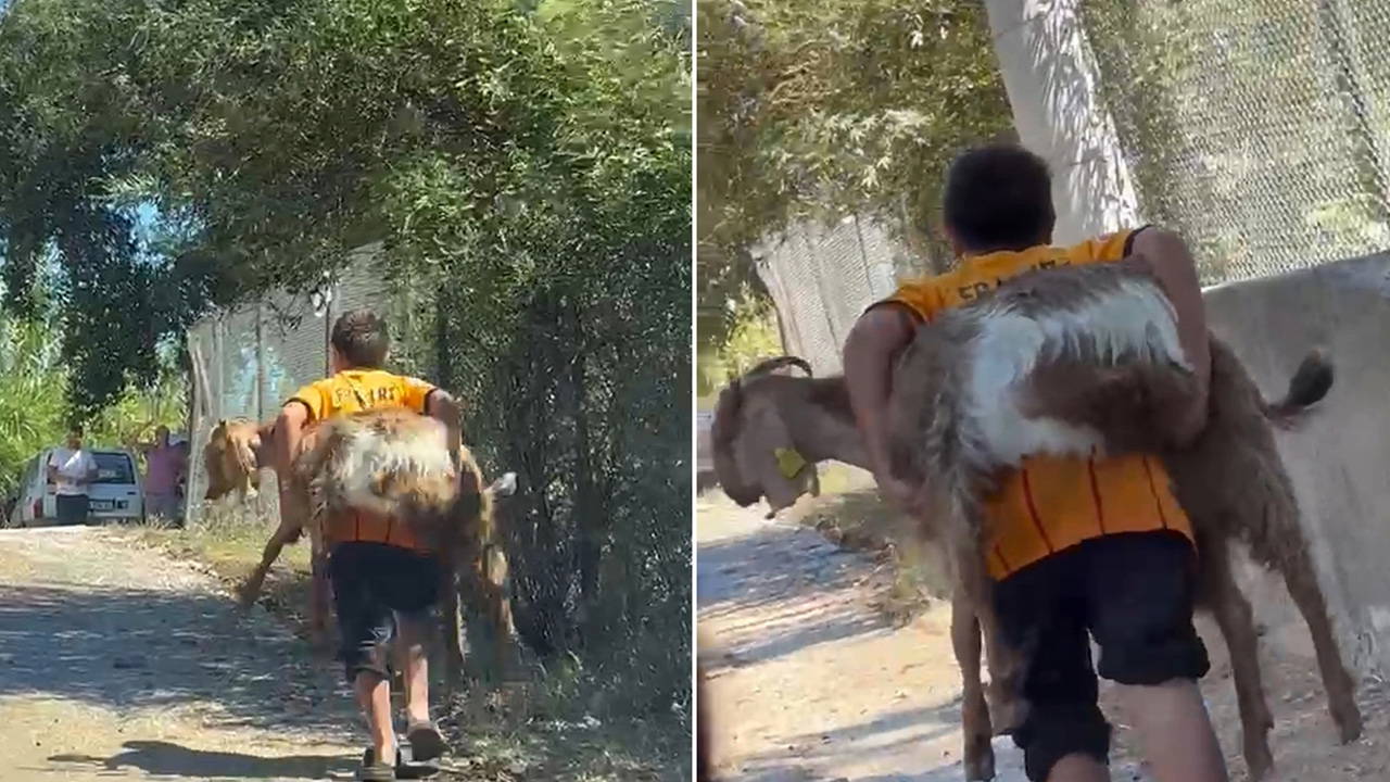 Antalya'daki yangında çocuklar keçiyi kurtardı