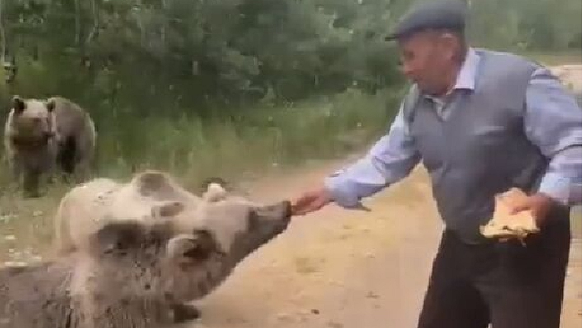 Bitlis'te boz ayılara kedi muamelesi: Elliyle pide verdiler