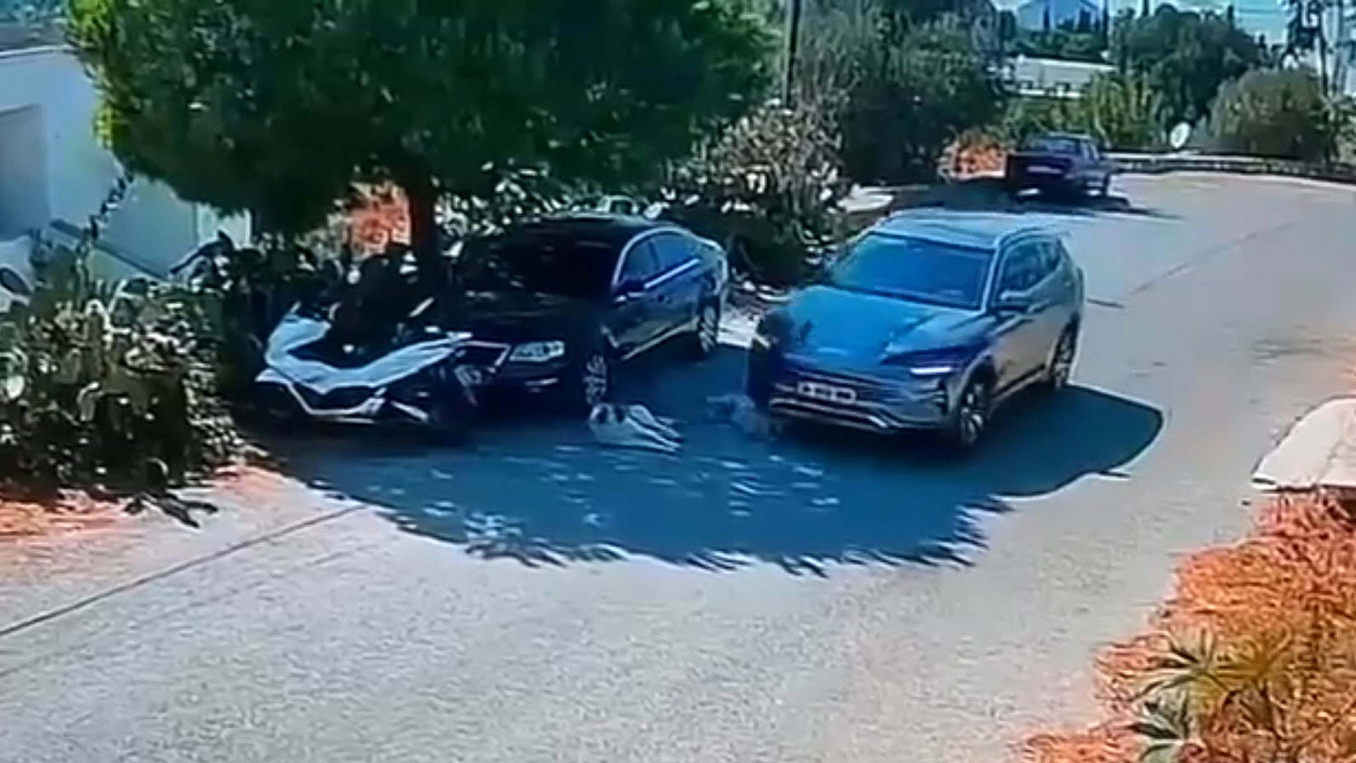 Bodrum'da köpekleri ezip giden sürücü aranıyor