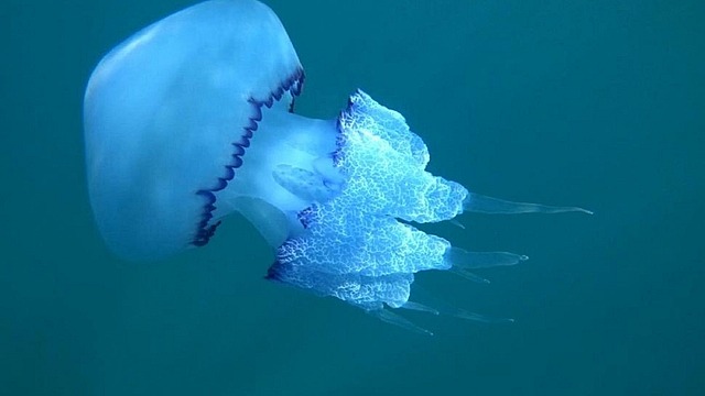 Çanakkale Boğazı'nda yüzlerce mavi denizanası görüntülendi
