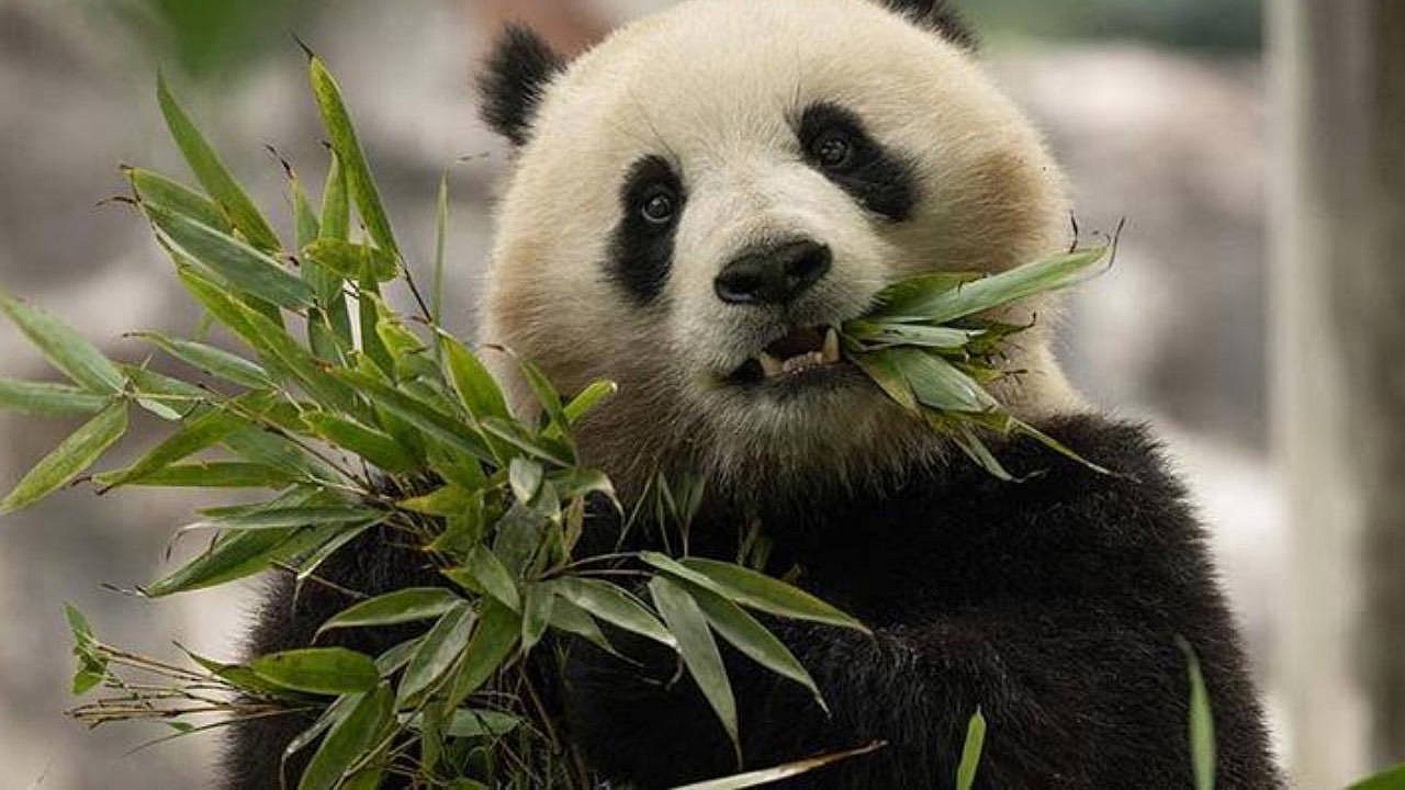 Çin, ABD'ye iki panda gönderiyor