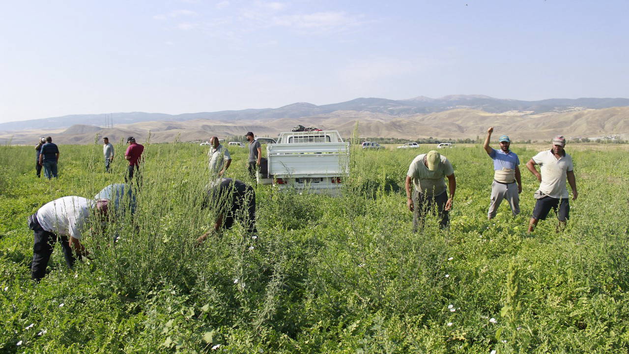 Denizli'de 2 dönüm karpuzdan 10 ton hasat yapıldı