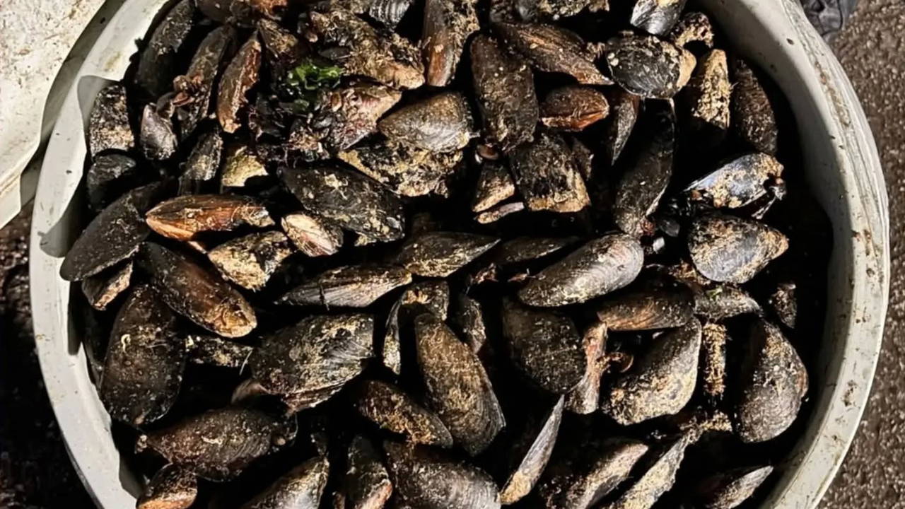Durdurulan araçta 650 kilo bozuk midye ele geçirildi