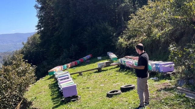 Düzce'de arılı kovan tespit çalışmaları devam ediyor