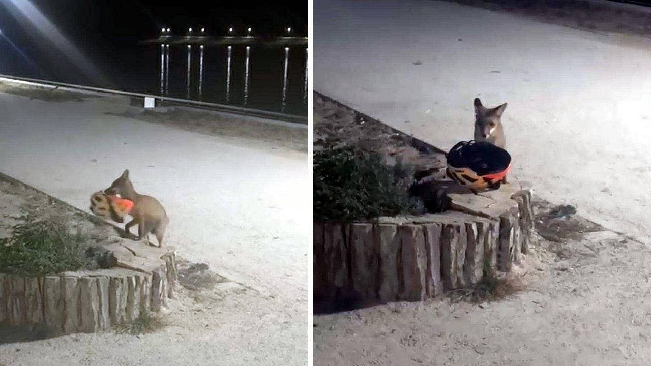 Edirne'de bisikletçinin kaskını çalan tilki kaydedildi