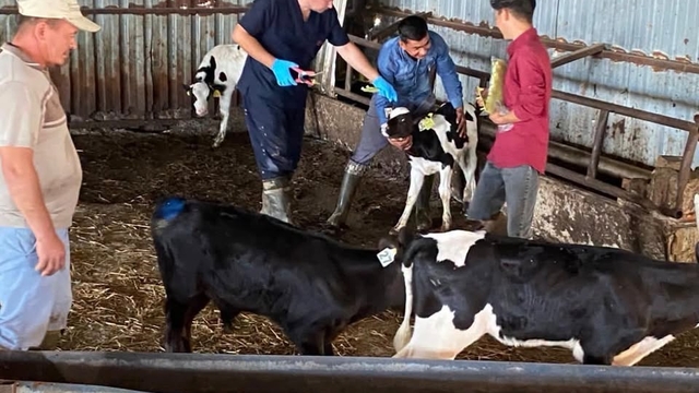 Edirne'de şap aşılama ve küpeleme çalışmaları sürüyor