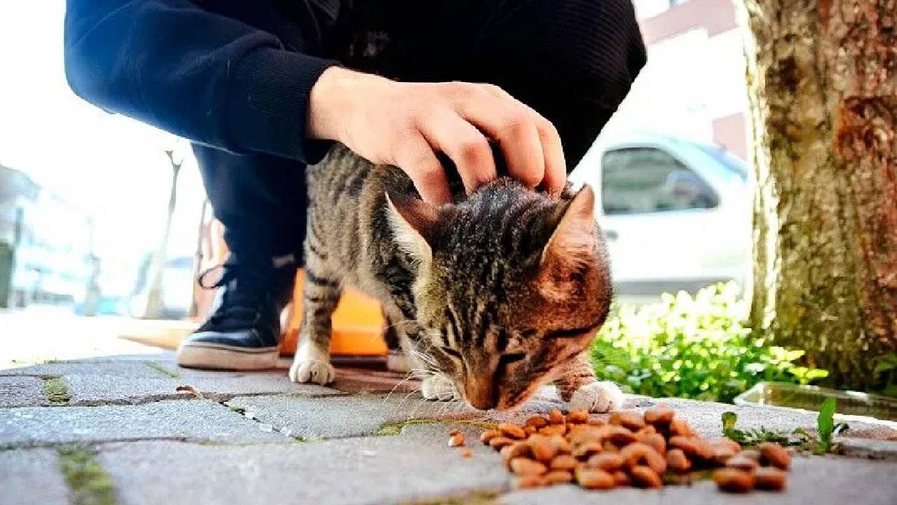 Erzurum'da sokak hayvanlarının beslenmesine yasak getirildi