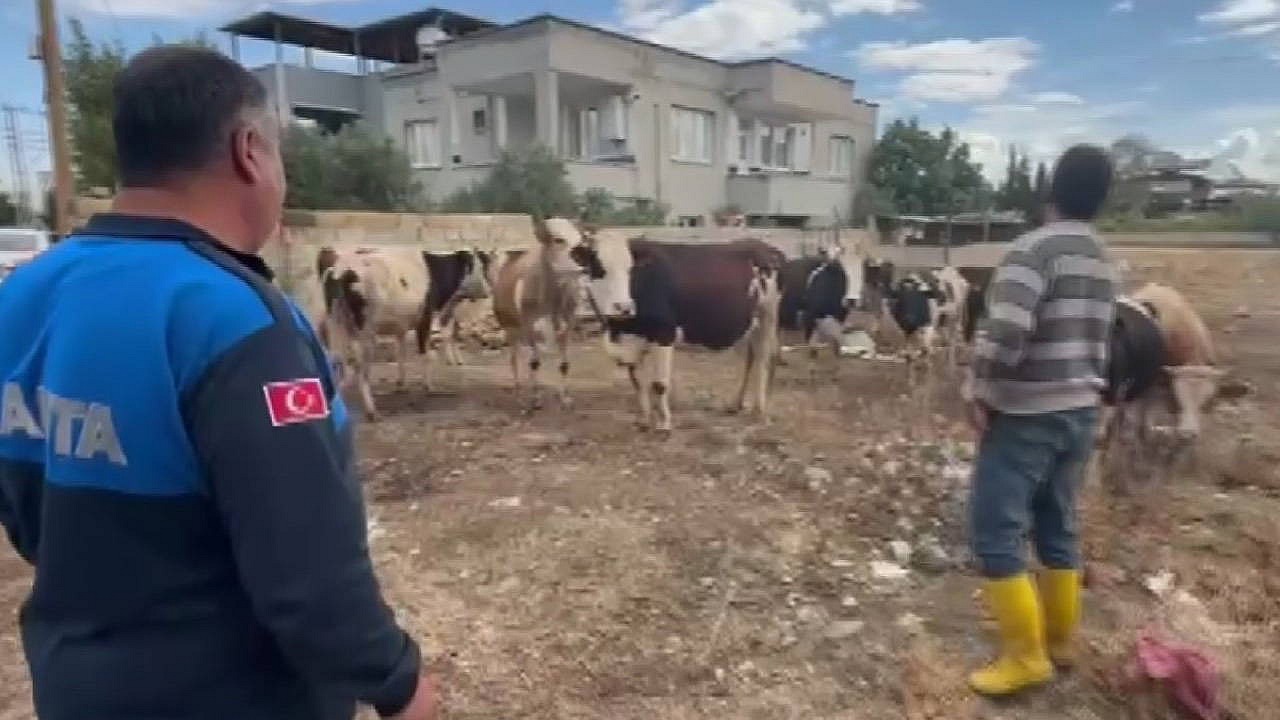Gaziantep'te kaybolan 17 büyükbaş hayvan bulundu