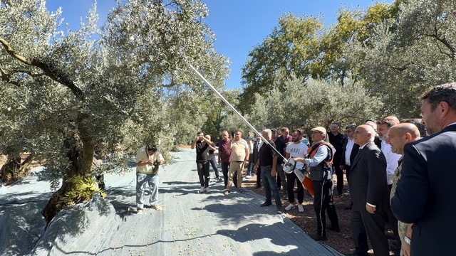 Gemlik zeytini hasadı 33. festivalle coşkuyla başladı