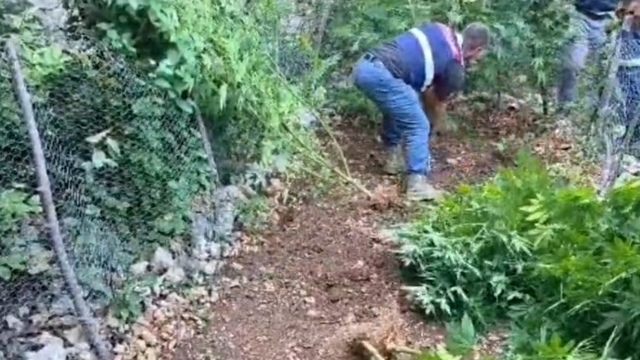 Hatay'da 371 kök kenevir ele geçirildi
