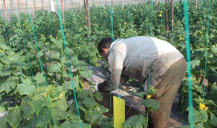 Kahramanmaraş'ta hasat dönemi başladı: fiyatlar 30-60 lira