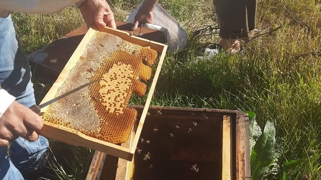 Kars'ta arıcılığa destek: kovan başına 250 TL verilecek