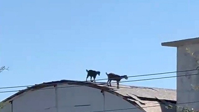 Antalya'da inşaatın çatısında 2 keçi dolaştı