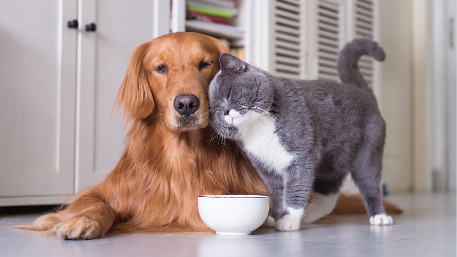 Kedi ve köpeklerin okula dönüşteki yeni rutini