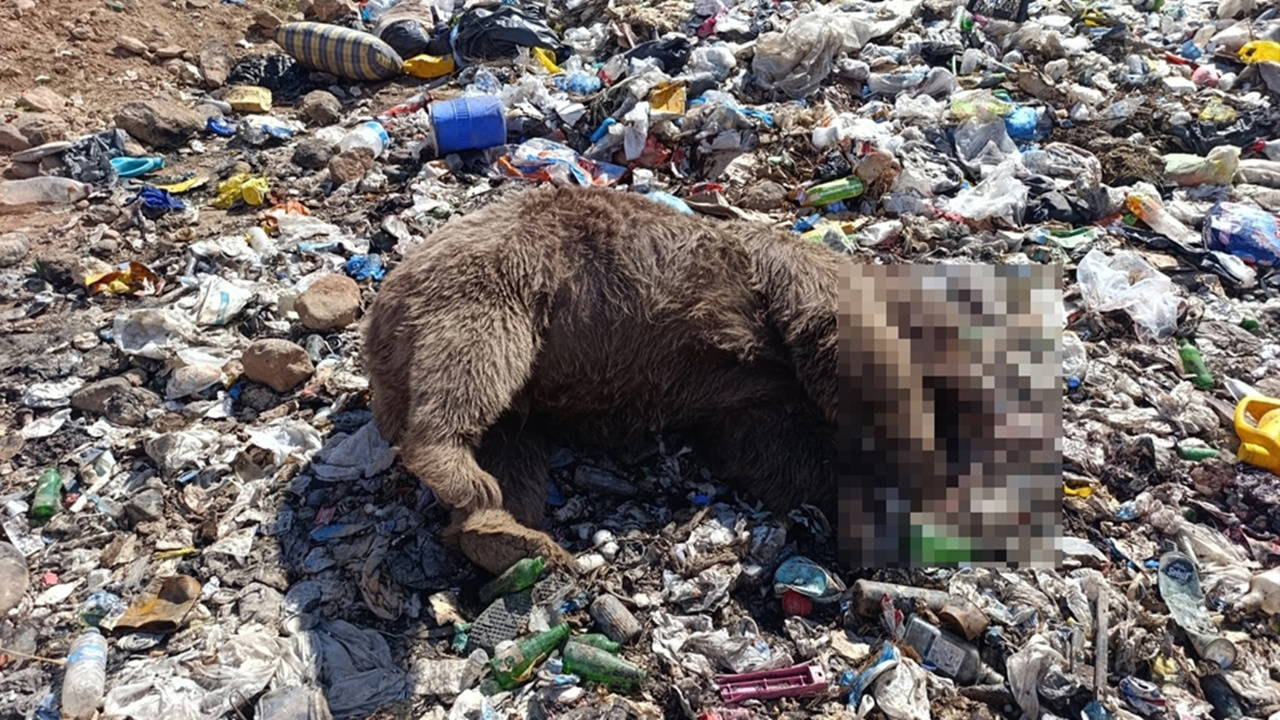 Kiğı'da 3 bozayı vurulmuş halde ölü bulundu