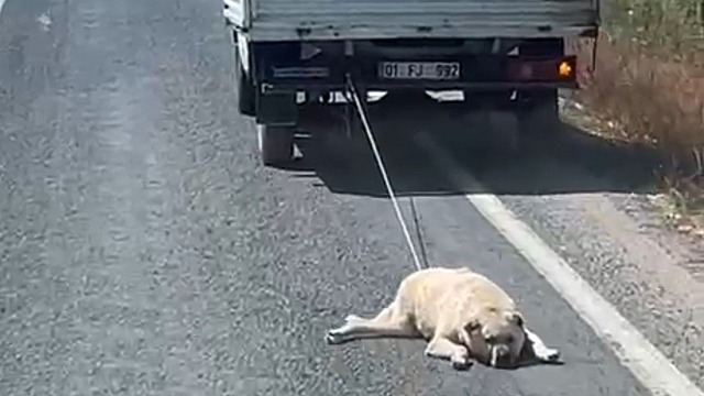 Şanlıurfa'da köpeği kamyonetin arkasına bağlayarak sürükledi
