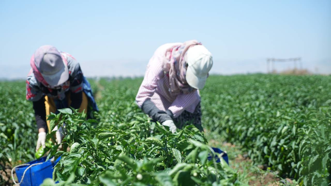 Maraş biberi hasadı başladı, 30 bin ton üretim bekleniyor