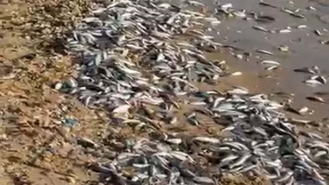 Milas'ta kıyıya ölü balıklar vurdu, inceleme başlatıldı