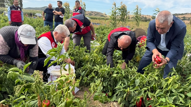 Mustafa Canbey, Kepsut'ta kapya biber hasadına katıldı