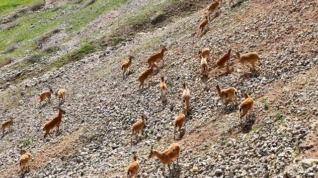 Palu Kalesi eteklerinde dağ keçileri görüntülendi