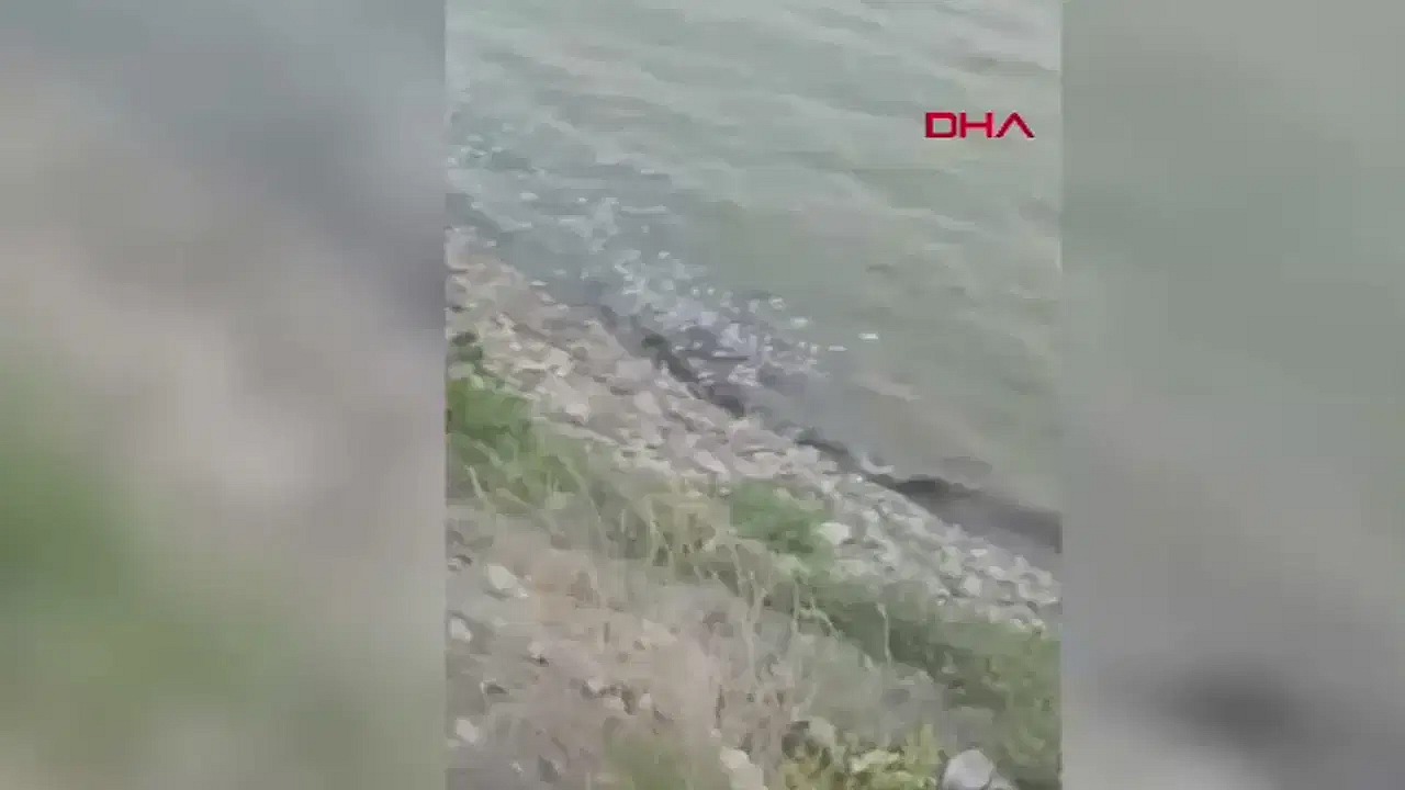 Pamukçay Barajı'nda toplu balık ölümü incelemeye alındı