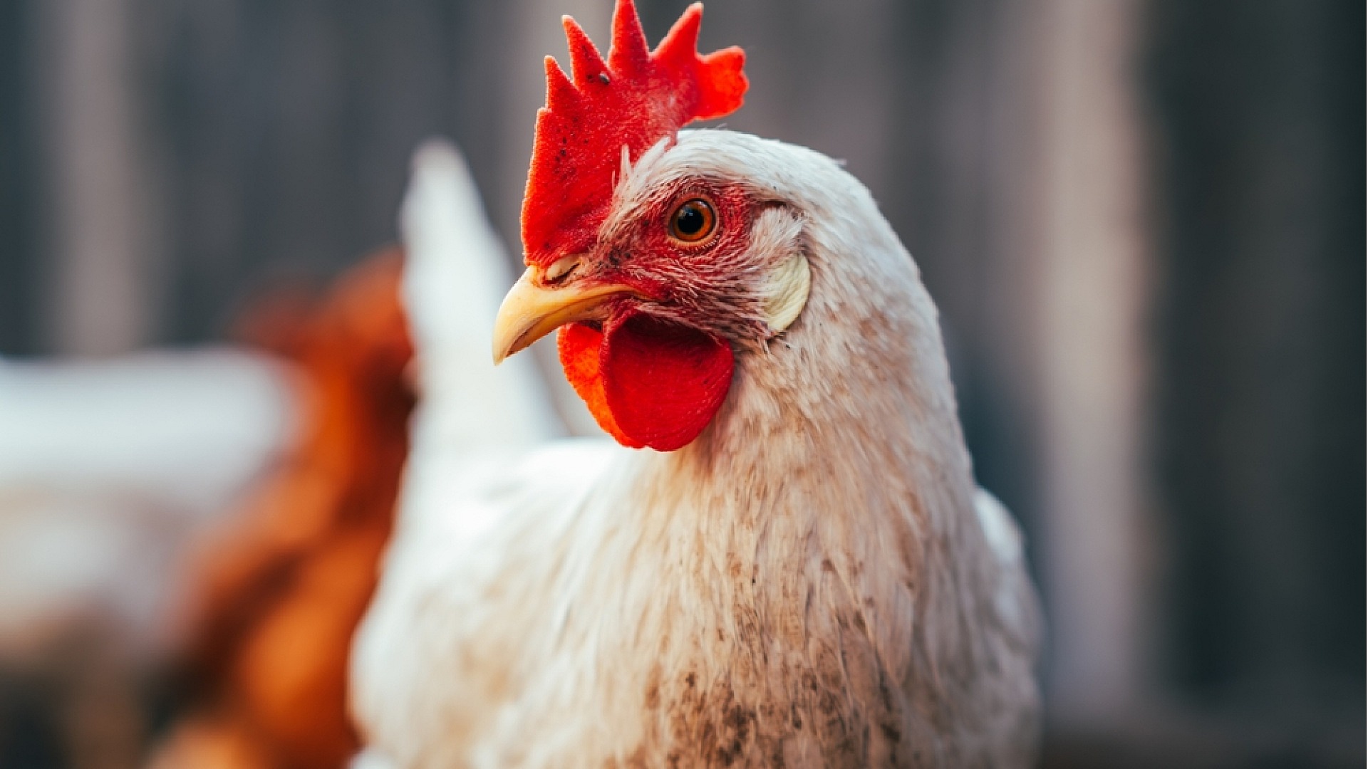 Rüyada tavuk görmek: bolluk ve huzurun habercisi
