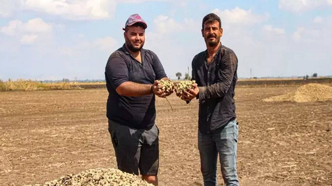 Siirt'te yeşil altın hasadı başladı, üreticiler topluyor