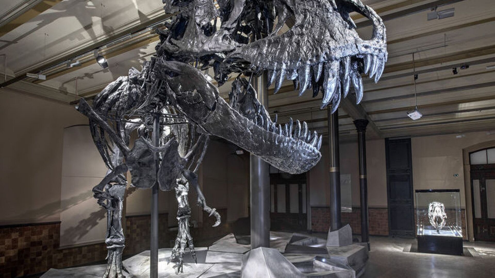 T-rex'in sıcakkanlı olduğu ortaya çıktı