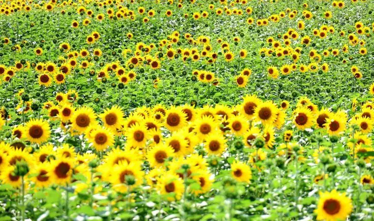 Tarım Müdürlüğü'nden ayçiçeği üreticisine hasat desteği