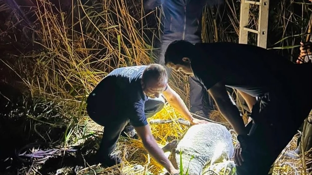 Tekirdağ'da su kuyusuna düşen koyun kurtarıldı