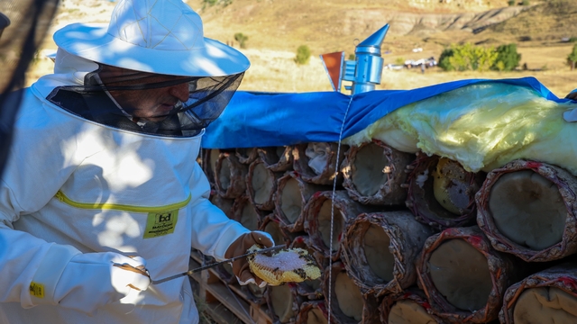 Tunceli'de bal sağımı başladı, 900 ton üretim bekleniyor