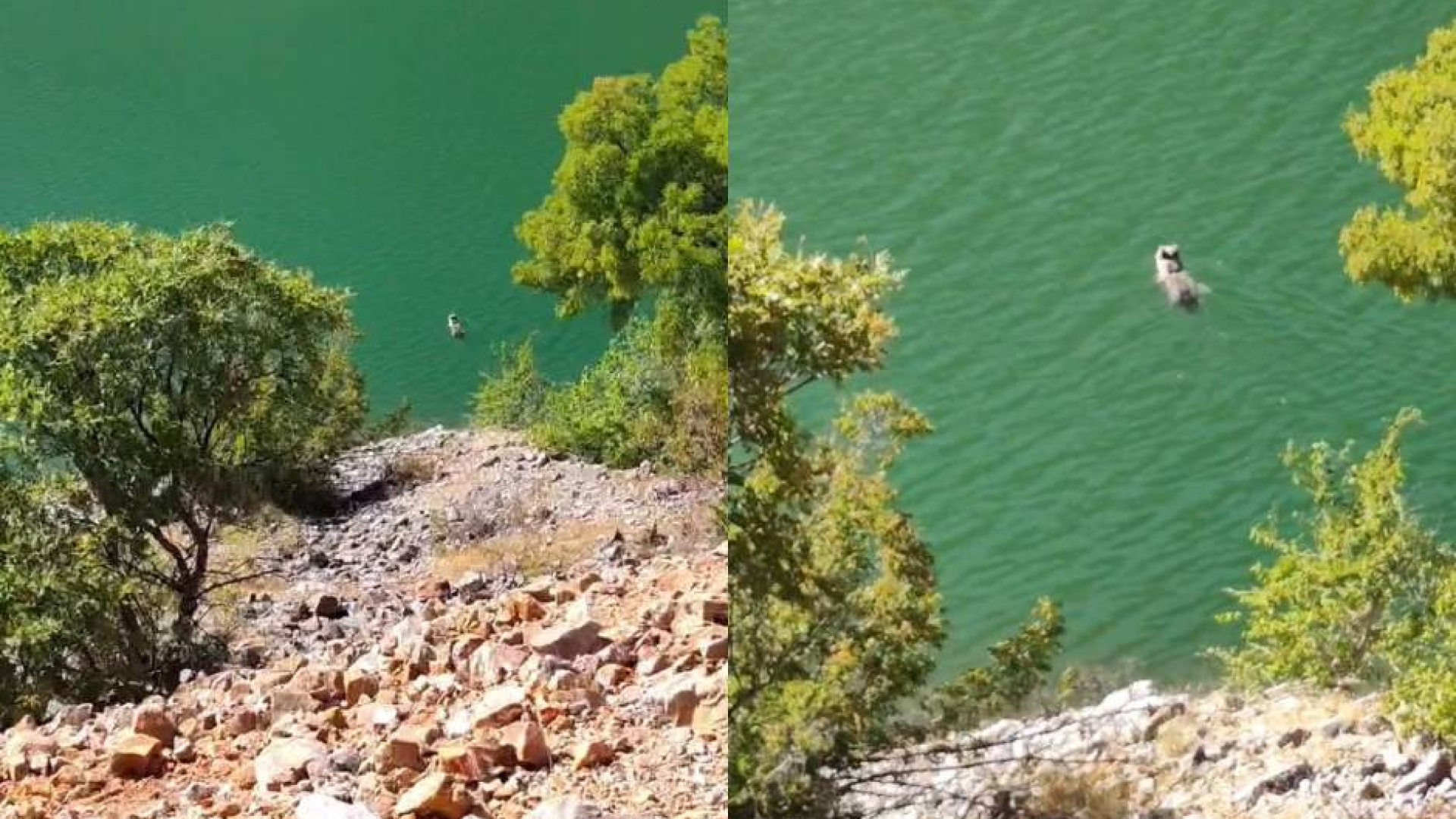 Tunceli'de barajda ayının yüzme anları görüntülendi