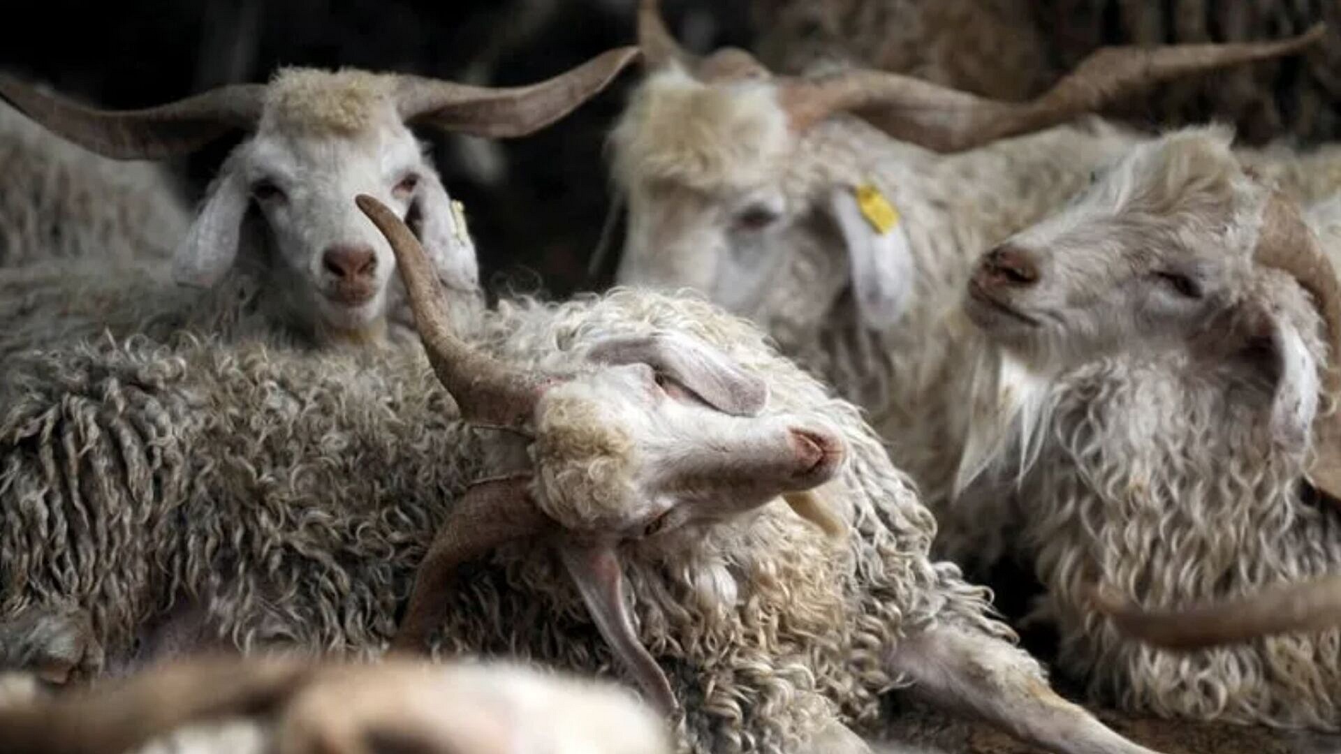Türkiye, hayvan varlığında Avrupa'nın önünde yer aldı