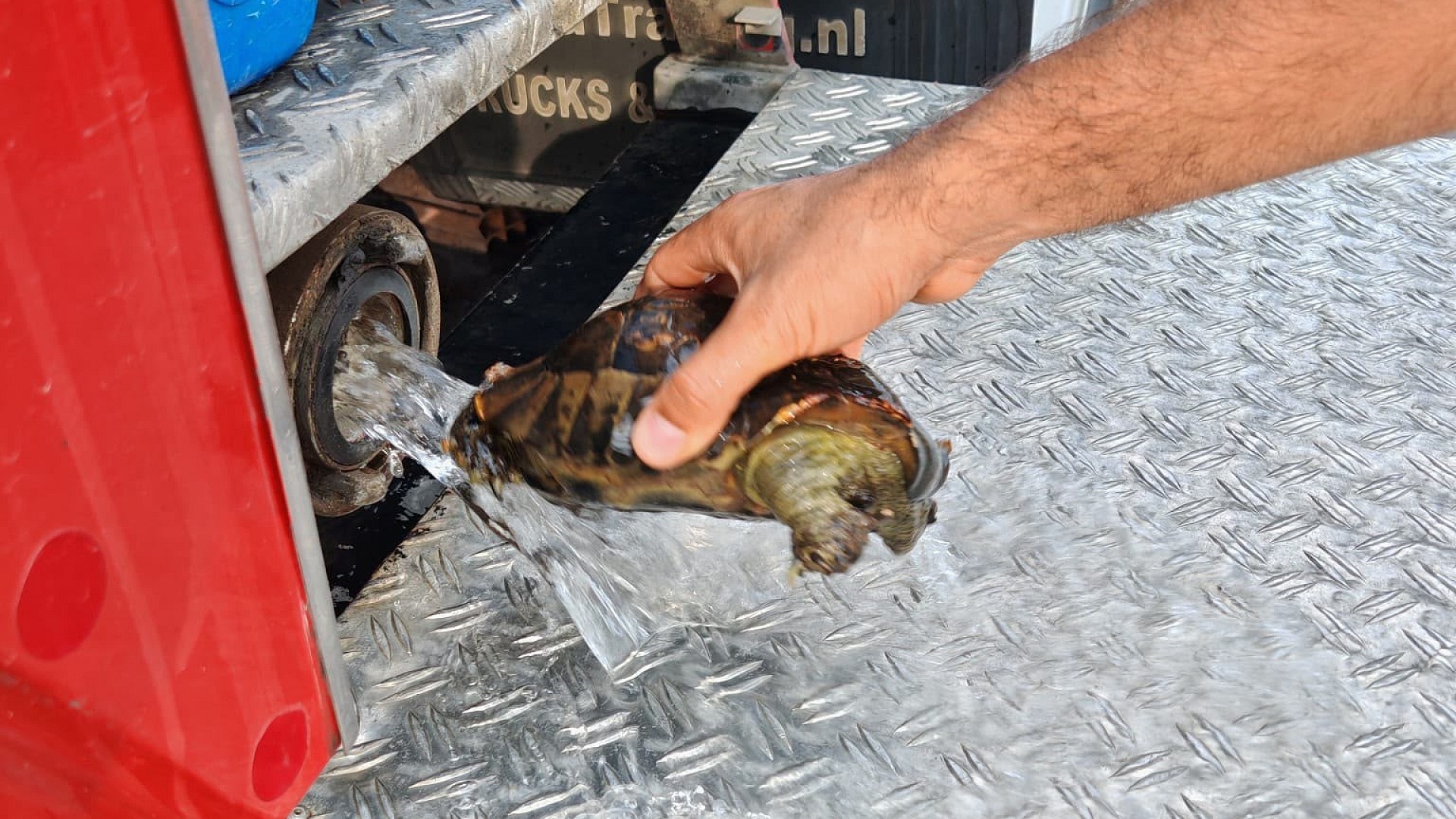 Yalova'daki yangında 11 kaplumbağa kurtarıldı