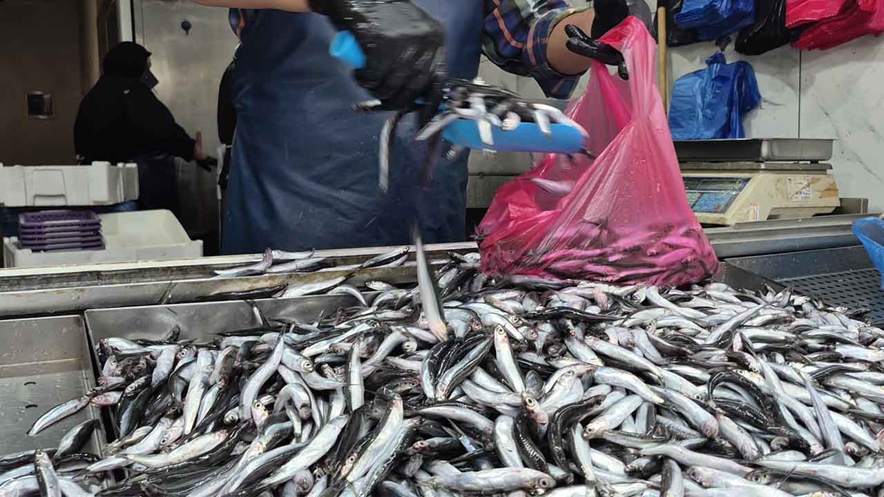 Yeni av sezonunda palamut ve hamsi bol, çinekop ve lüfer yok