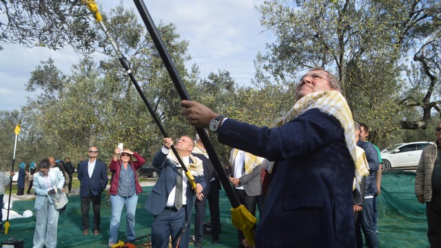 21. uluslararası zeytin hasat ve turizm festivalinde hasat yapıldı