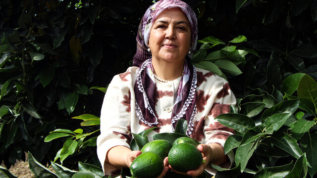 Adana'da avokado fiyatları 110 liraya geriledi
