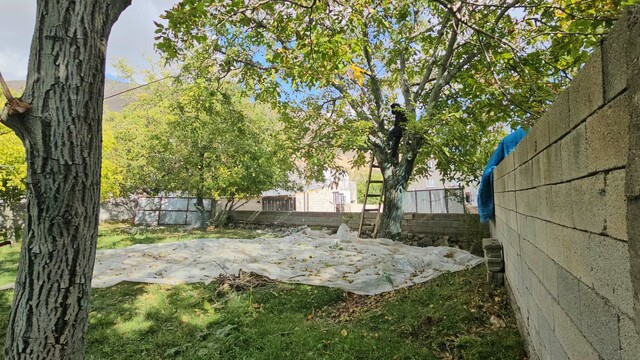 Adilcevaz cevizinde hasat sezonu sürüyor ve verim bekleniyor