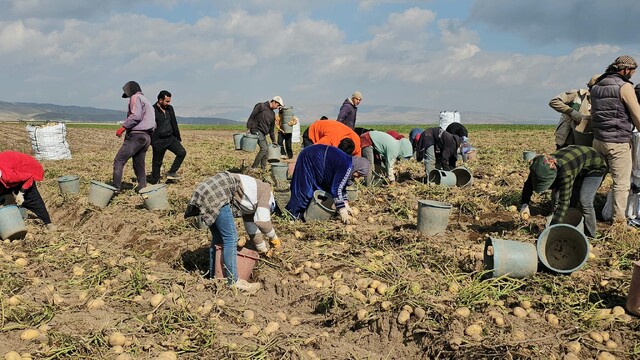 Adilcevaz'da patates tarlalarında mevsimlik işçiler çalışıyor