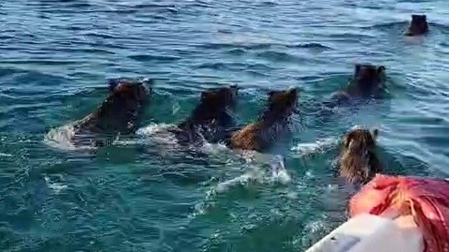 Adıyaman'da balıkçılar Atatürk Barajı'nda domuzla karşılaştı