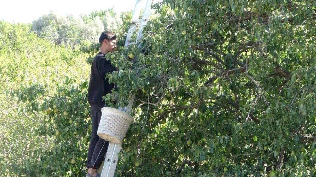 Akçadağ armutunda hasat başladı, kilosu 50 liradan satılıyor