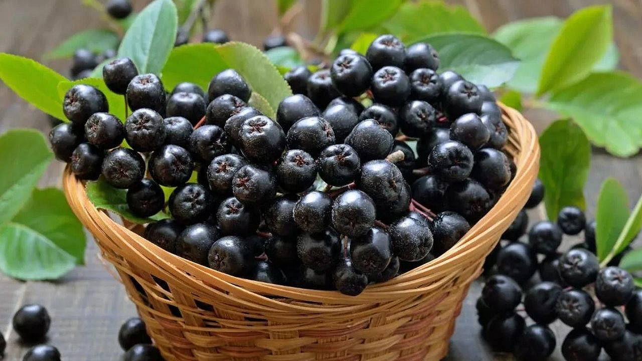 Amanos dağlarında aronya hasadı 5 yıl sonra gerçekleştirildi