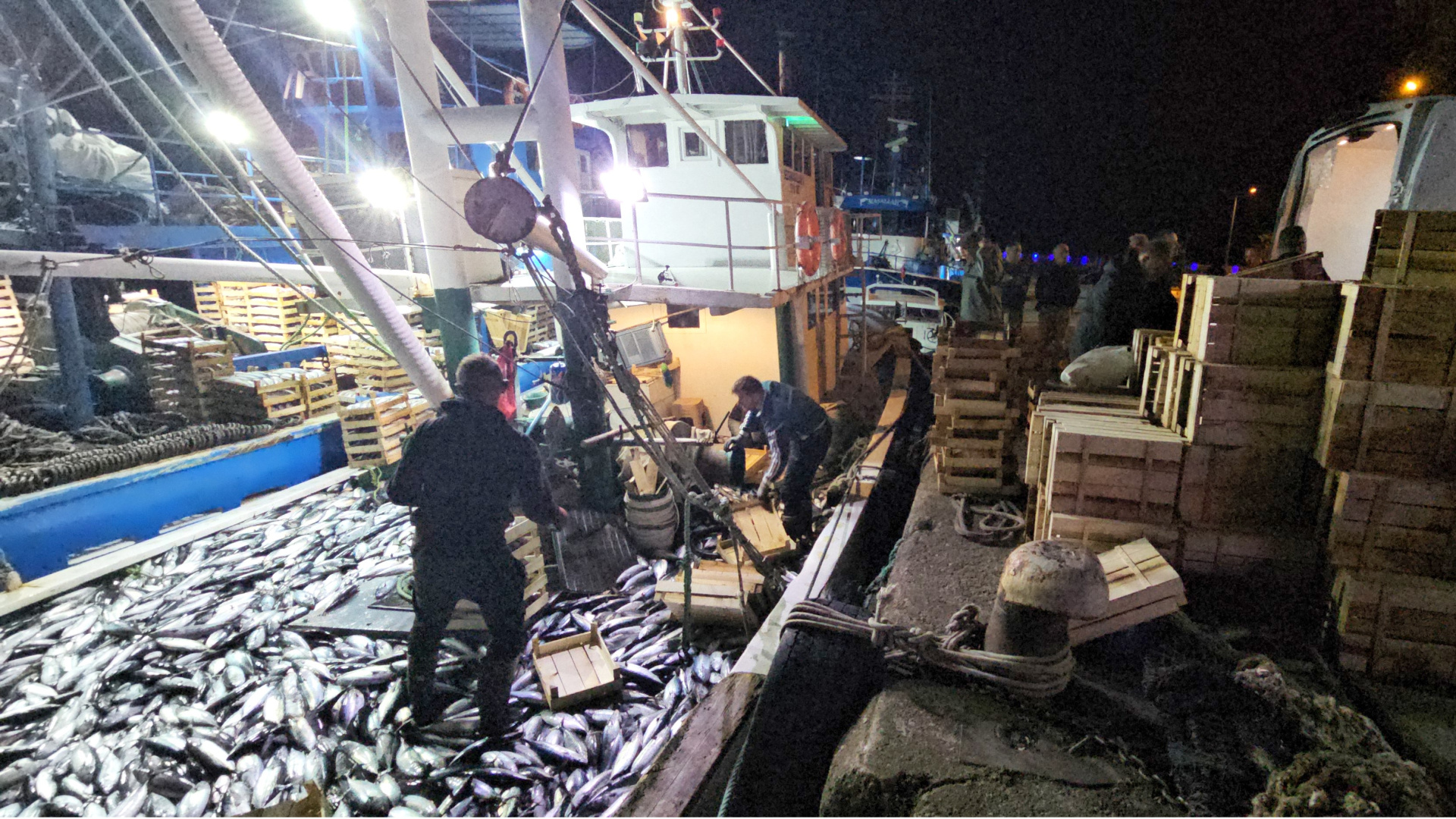 Amasra'dan açılan balıkçılar, 15 bin palamut avladı