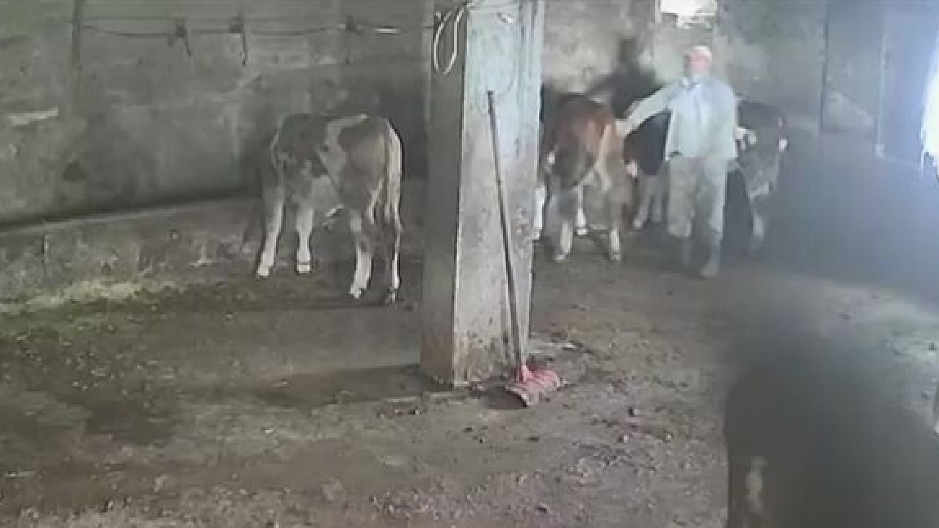 Serkan Karakuş, Amasya'da inek tekmesiyle düştü