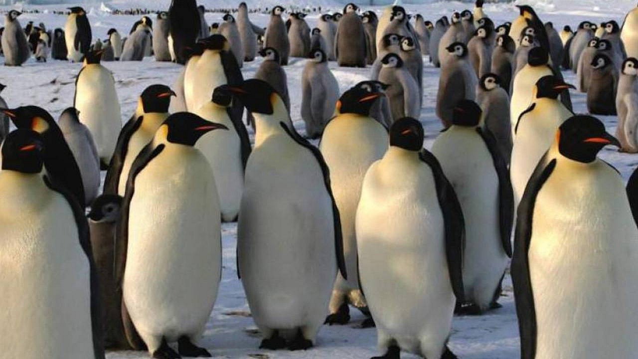 Antarktika'da penguen nüfusu yüzde 25 azaldı